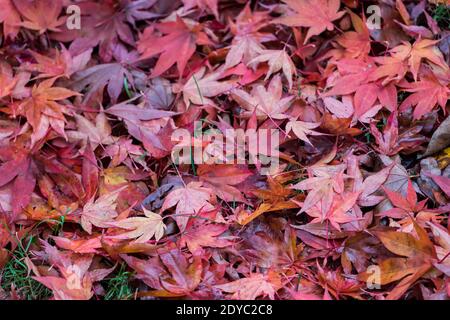 Érable Amur, Acer japonicum, Banque D'Images