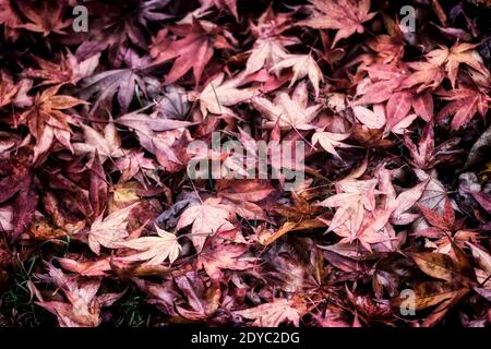 Érable Amur, Acer japonicum, Banque D'Images