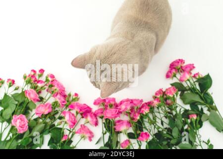 Fleurs de roses avec chat écossais gris sur blanc. Chat écossais et fleurs Banque D'Images