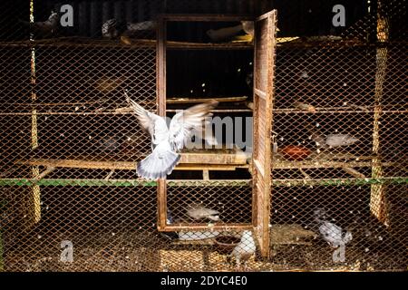 Un pigeon qui va voler vers la cage depuis Dhaka, Bangladesh, Asie Banque D'Images