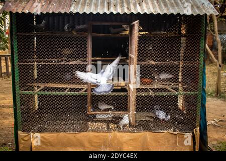 Un pigeon qui va voler vers la cage depuis Dhaka, Bangladesh, Asie Banque D'Images