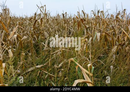 Un champ de maïs séché en automne avec le ciel Banque D'Images