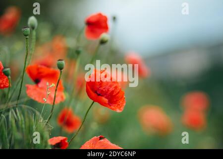 Gros plan sur les coquelicots rouges sauvages sur le terrain Banque D'Images