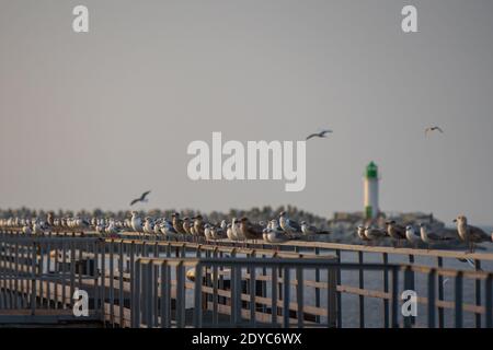 un phare vert et des mouettes s'assoient sur une clôture en métal au bord de la rivière, mais derrière la jetée se trouve la mer, où le soleil du soir se couche Banque D'Images