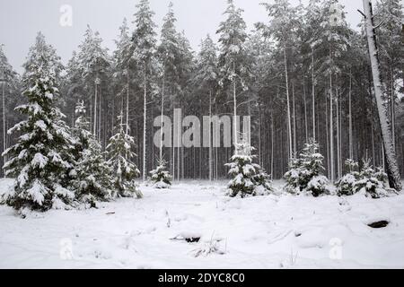 Plusieurs arbres couverts d'une épaisse couche de neige fraîchement tombée pendant l'hiver dans la Baltique. Banque D'Images