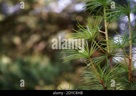 Août dans le jardin, les branches et les aiguilles de l'arbre de parapluie japonais-pin, bokeh, arrière-plan flou et espace de copie Banque D'Images