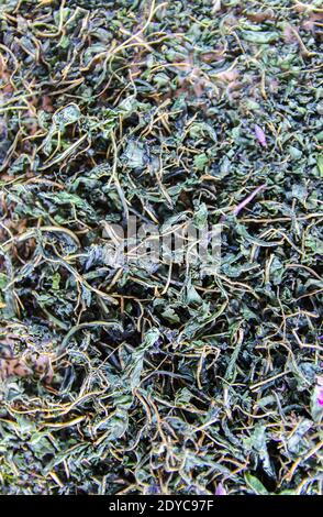 Fleurs séchées de sally en fleurs. Epilobium angustifolium, plantes médicinales de la pourpre alpine Fireweed pour le thé et les influx. Banque D'Images