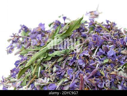 Fleurs violettes et feuilles vertes de Sally en fleurs sèches. Banque D'Images