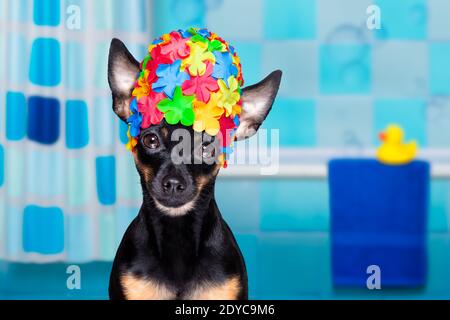 chien de prague routter sous la douche avec un capuchon, dans la baignoire, laver et nettoyer avec une éponge Banque D'Images