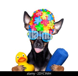 chien rouleur de prague , avec bonnet de bain et lunettes de protection avec canard en plastique de caoutchouc, prêt pour la piscine, isolé sur fond blanc Banque D'Images