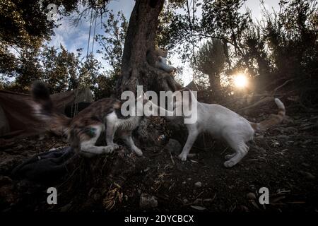 Chats amoureux dans l'ancien camp de Moria brûlé, Lesbos sept 2020 Banque D'Images