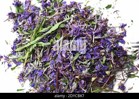 Fleurs violettes et feuilles vertes de Sally en fleurs sèches. Banque D'Images