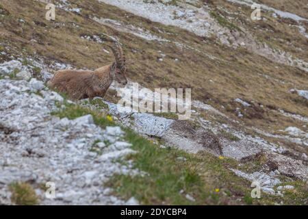 Jeune ibex marchant sur un chemin, Dolomites, Italie. La vie sauvage des animaux de haute montagne Banque D'Images