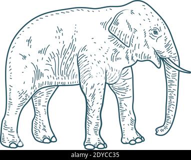 Dessin A La Main Design Croquis De L Elephant Image Vectorielle Stock Alamy