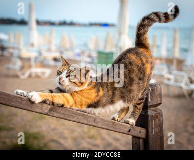 Le chat de rue sans-abri s'étire comme le chien de yoga pose sur la plage. Posture relaxante, mise au point sélective. Banque D'Images
