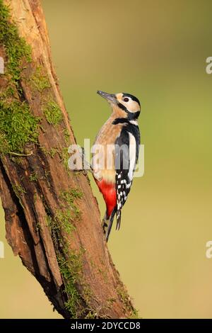 Une femme adulte Great acheted Woodpecker (Dendrocopos Major) se nourrir sur un tronc d'arbre dans un jardin dans le ROYAUME-UNI Banque D'Images