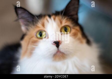 Gros plan d'un chat Calico Banque D'Images