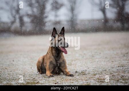 Berger belge (Malinois) couché, jour d'hiver enneigé Banque D'Images