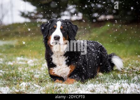 Bernese Mountain Dog couché, hiver enneigé Banque D'Images