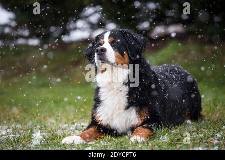 Bernese Mountain Dog couché, hiver enneigé Banque D'Images