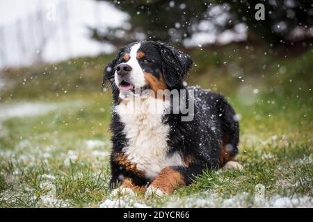 Bernese Mountain Dog couché, hiver enneigé Banque D'Images