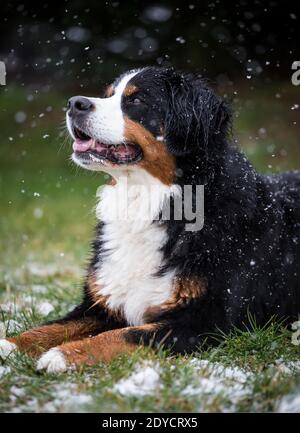Bernese Mountain Dog couché, hiver enneigé Banque D'Images
