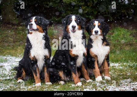 Trois chiens de montagne bernois assis, hiver enneigé Banque D'Images