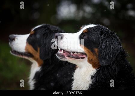 Portrait de deux chiens de montagne bernois, jour d'hiver enneigé Banque D'Images