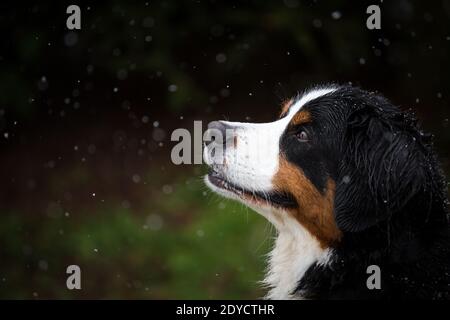Portrait du chien de montagne bernois, jour d'hiver enneigé Banque D'Images