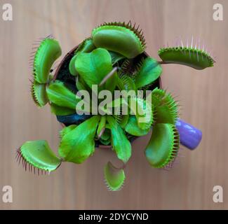 La plante carnivore Vénus flytrap (Dionaea musicipula) a tiré au-dessus Banque D'Images