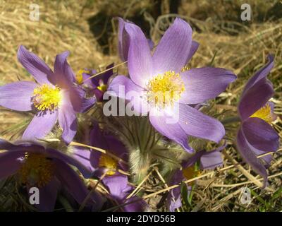 Forêt de printemps fleurs violettes avec un centre jaune doré lors d'une soirée ensoleillée de printemps au coucher du soleil. Patens Pulsatilla ou pappeflower de l'est. Banque D'Images