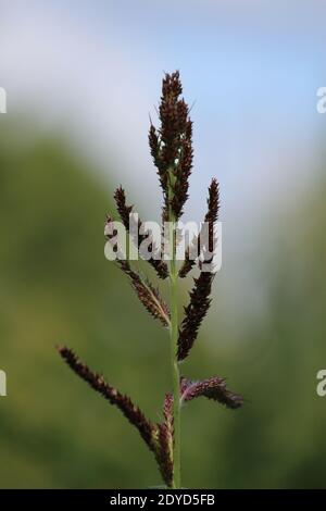 Echinochloa crus-galli ou herbe de baryard ou Cockspur. Oreille rouge douce sur un fond vert lors d'une journée ensoleillée d'été. Magnifique paysage rural. Banque D'Images