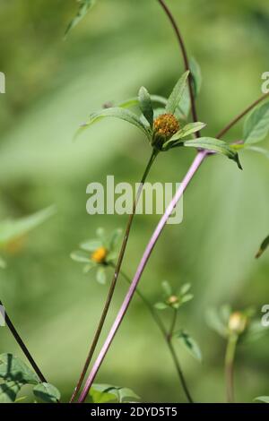 Fleur jaune dorée au soleil un jour d'été sur fond vert. Bidens frondosa ou de tournesol de tickseed ou collant ou collant-collant. Banque D'Images