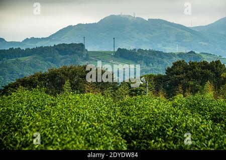Les plantations de thé recouvrent les collines devant une montagne boisée avec des mâts de transmission à son sommet, près de Shimada, préfecture de Shizuoka, Japon. Banque D'Images