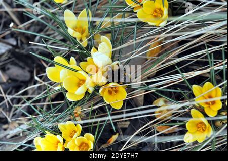 Un bourdon ob un jaune en fleur Crocus chrysanthus romance in Un jardin en mars Banque D'Images