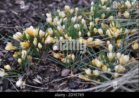 Le crocus chrysanthe jaune romance fleurit dans un jardin en mars Banque D'Images