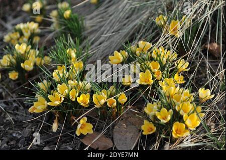 Le crocus chrysanthe jaune romance fleurit dans un jardin en mars Banque D'Images