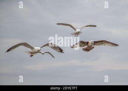 Goélands argentés volant au-dessus de Wells Beach, Maine Banque D'Images