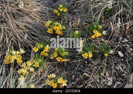 Le crocus chrysanthe jaune romance fleurit dans un jardin en mars Banque D'Images