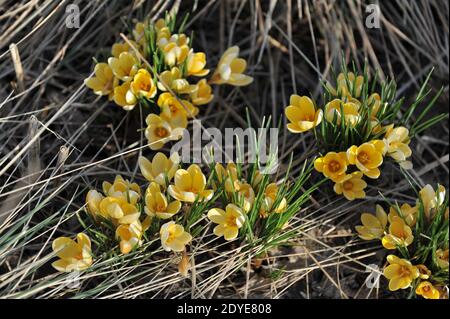 Le crocus chrysanthe jaune romance fleurit dans un jardin en mars Banque D'Images