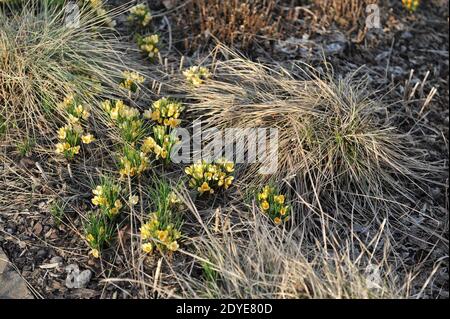 Le crocus chrysanthe jaune romance fleurit dans un jardin en mars Banque D'Images