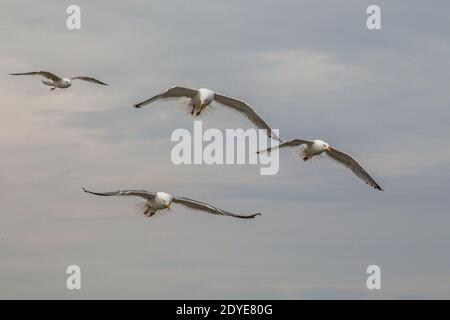 Goélands argentés volant au-dessus de Wells Beach, Maine Banque D'Images