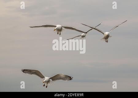 Goélands argentés volant au-dessus de Wells Beach, Maine Banque D'Images