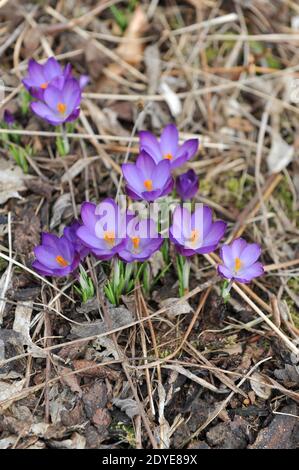 Violet-violet Crocus tommasinianus rubis géant fleurit dans un jardin Mars Banque D'Images