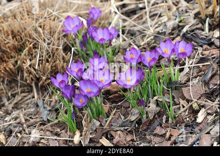 Violet-violet Crocus tommasinianus rubis géant fleurit dans un jardin Mars Banque D'Images