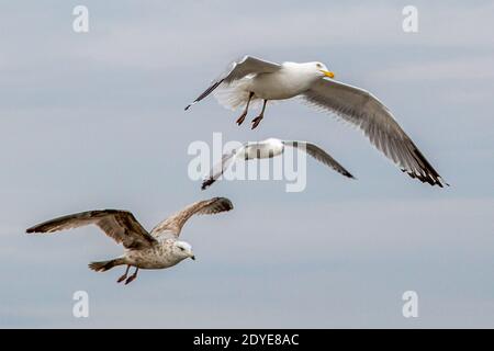 Goélands argentés volant au-dessus de Wells Beach, Maine Banque D'Images