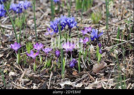 Violet-violet Crocus tommasinianus rubis géant et bleu Iris reticulata Rhapsody Floraison dans un jardin en mars Banque D'Images