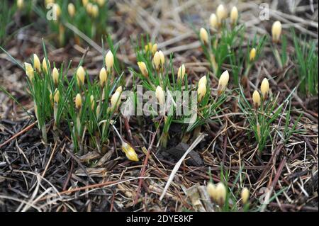 Le crocus chrysanthe jaune romance fleurit dans un jardin en février Banque D'Images