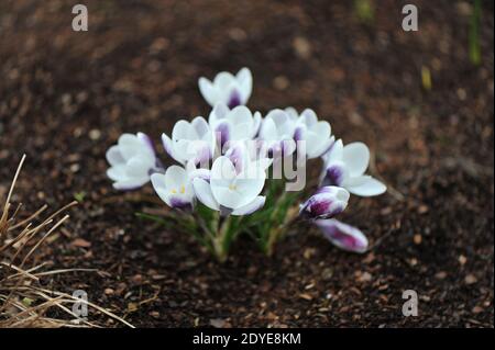 Le crocus chrysanthus blanc et violet Prins Claus fleurit dans un jardin en mars Banque D'Images