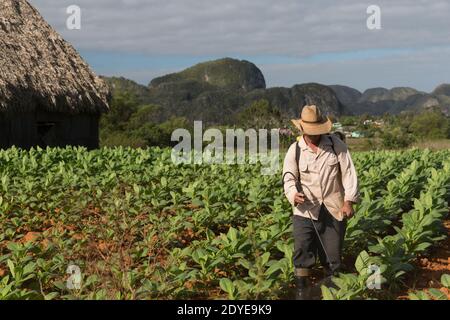 Cuba Homme funigant des usines de tabac à Vinales Banque D'Images